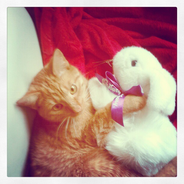 chester with cadbury bunny