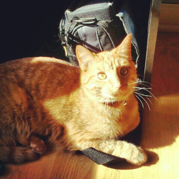 chester in sunshine