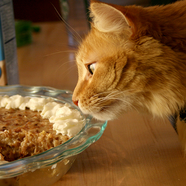 peter investigating pie