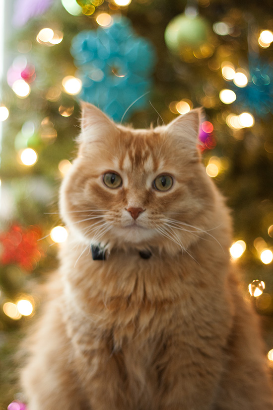 peter-christmas1