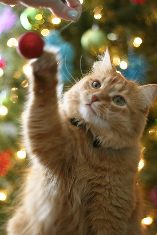 peter-christmas2